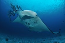 Snorkellers and divers can contribute to Project Manta, a University of Queensland-led multidisciplinary study of the ecology and biology of manta rays.