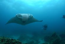 Manta rays can be regularly sighted throughout the year at Lady Elliot Island, but winter is prime time