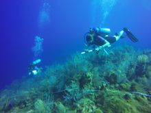 AGGRA Surveys 2018