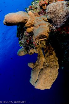Bloody Bay Wall – Little Cayman’s Reefs system, teeming with life. Photo credit Diana Schmitt