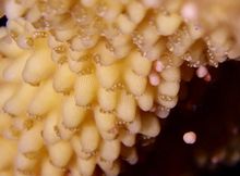 Coral Spawning at CCMI’s Restoration Site (boosting wild coral populations)