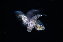 Flying Gurnard