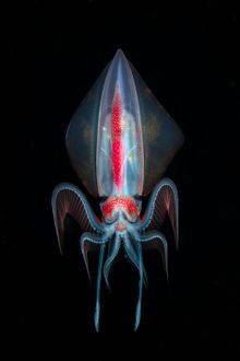 Diamond Squid