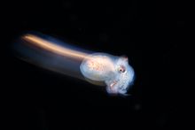Juvenile Octopus