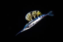 Juvenile Sailfish