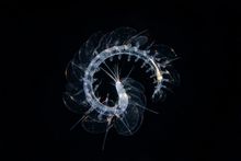 Scaleworm