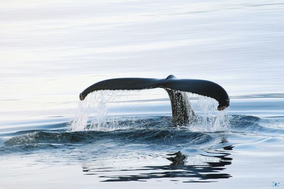 Humpback Whale