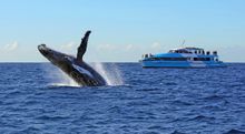 Sydney Whale Watching aboard Captain Cook Cruises