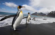 King Penguins