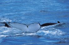 Whale watching near Augusta