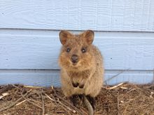 Quokka at Rottnest Island