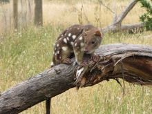 Tiger Quoll (captive animal)