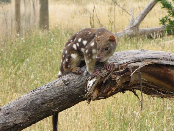 Tiger Quoll (captive animal)