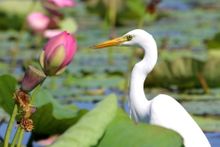 Intermediate Egret with lotus lilies