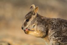 Mareeba Rock-wallaby, north Queensland