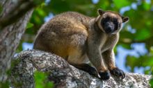 Lumholtz's Tree Kangaroo, far North Queensland