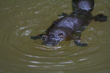 Platypus, far North Queensland