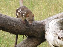 Tiger Quoll (captive)