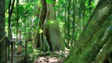 Mary Cairncross Scenic Reserve, Maleny