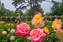 Troika roses in full bloom at Blenheim Palace's Rose Garden
