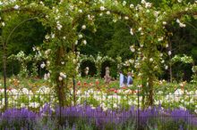 The Rose Garden at Blenheim Palace couple