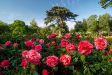 Silver Jubilee roses in the Rose Garden at Blenheim Palace - 2020 has been a bumper year for blooms at the Oxfordshire UNESCO World Heritage Site