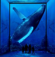 IMMERSION Exhibition - humpback whale