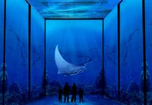 Manta Ray
