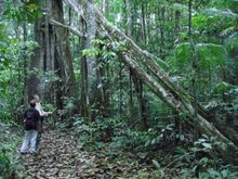 Guide and guest in Brazilian rainforest reserve