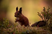 A red squirrel emerges after patiently waiting 