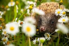 A British Hedgehog 