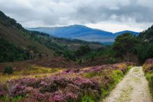 Rothiemurchus, Scotland