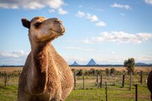 Sample camel milk products on a tour of QCamel farm on the Sunshine Coast
