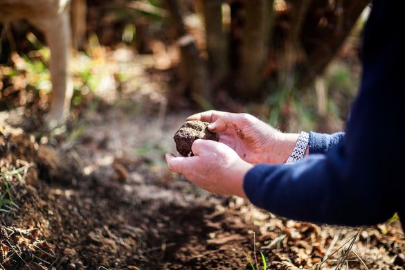 The Truffle Festival – Canberra Region The Truffle Festival – Canberra Region