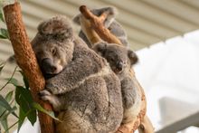 Koala joeys curl up to their mums.