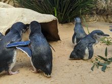 Little Penguins at SEA LIFE Sydney Aquarium
