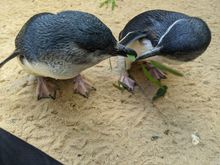 Little Penguins at SEA LIFE Sydney Aquarium