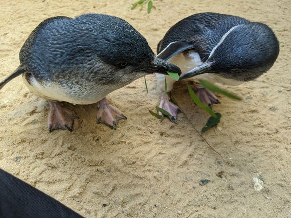 Little Penguins at SEA LIFE Sydney Aquarium