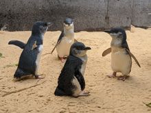 Little Penguins at SEA LIFE Sydney Aquarium