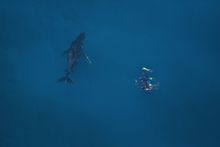 Humpback whale swims at Ningaloo Reef