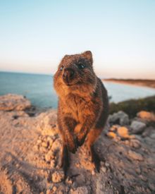 Quokka at Rottnest Island