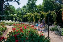 Family in the Rose Garden at Blenheim Palace
