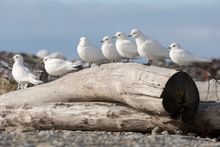 Ivory Gulls, Severnaya Zemlya