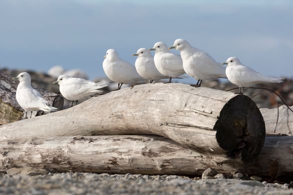 Ivory Gulls, Severnaya Zemlya