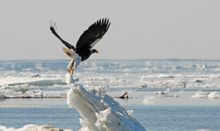 Steller's Sea Eagle