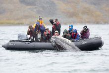 Gray Whale Encounter