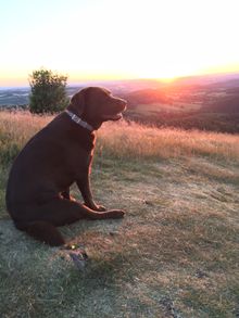 Clover enjoying views from the Malvern Hills