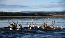 A group of Western Arctic Herd caribou in Kobuk Valley National Park. Photo: NPS/Matt Cameron 