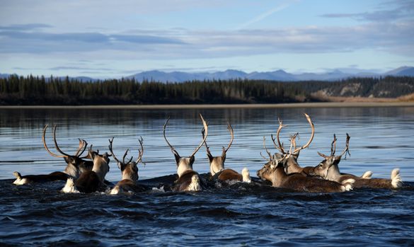 A group of Western Arctic Herd caribou in Kobuk Valley National Park. Photo: NPS/Matt Cameron A group of Western Arctic Herd caribou in Kobuk Valley National Park. Photo: NPS/Matt Cameron