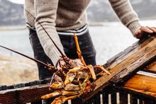 Flinders Island lobster lunch (7 Day Tasmania Journey)
